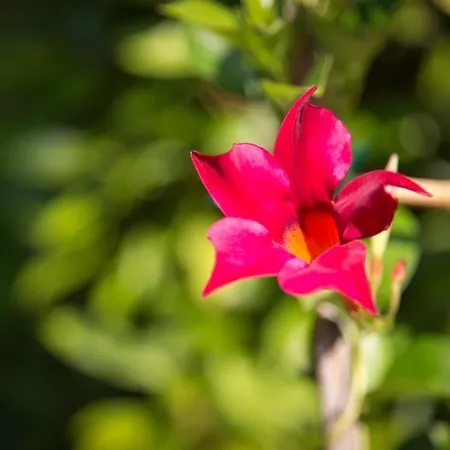 La Meridiana 3* Lido de Venecia